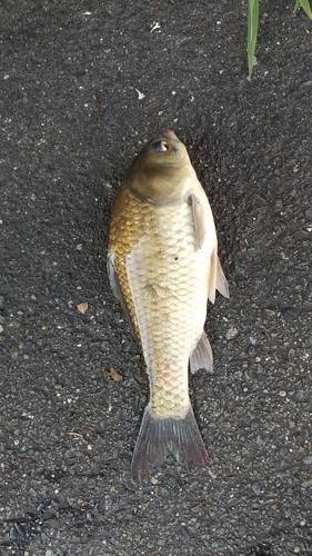 ヘラブナの釣果