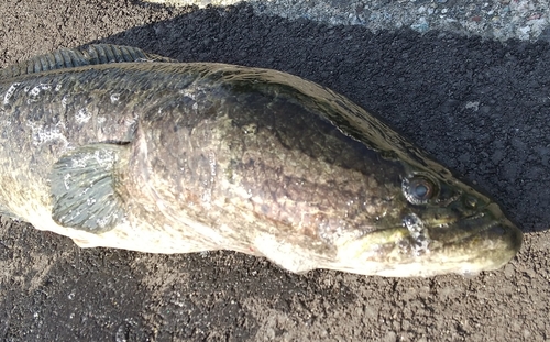 カムルチーの釣果