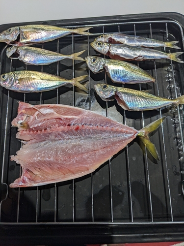 アジの釣果