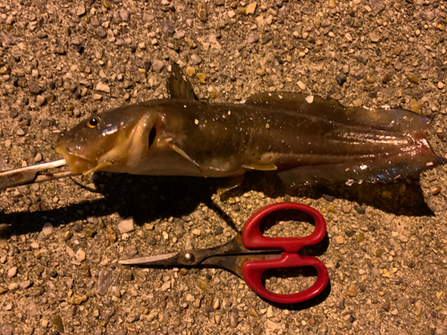 ゴンズイの釣果