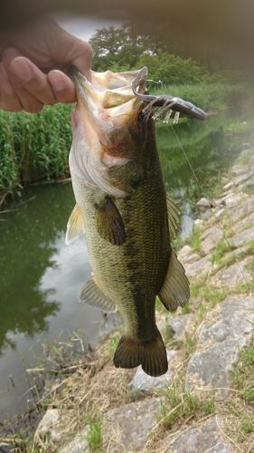 ブラックバスの釣果