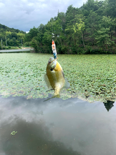 ブルーギルの釣果