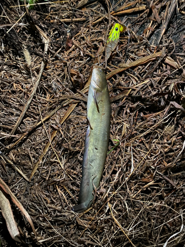 ナマズの釣果