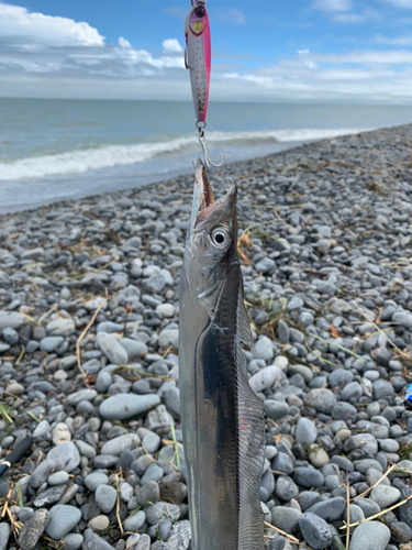 タチウオの釣果