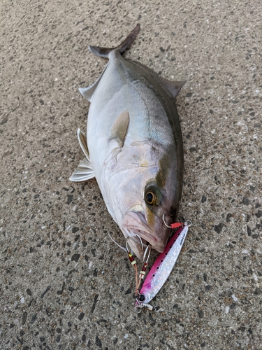 ネリゴの釣果