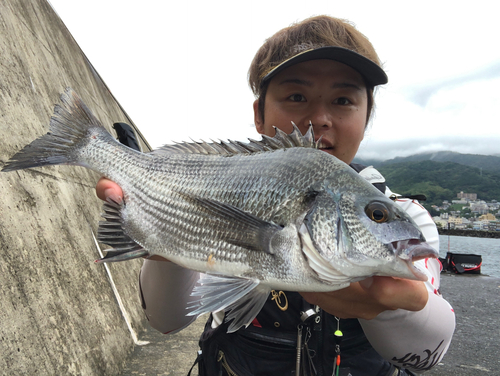 メジナの釣果