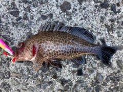 オオモンハタの釣果