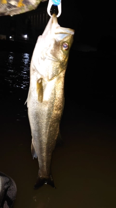 フッコ（マルスズキ）の釣果