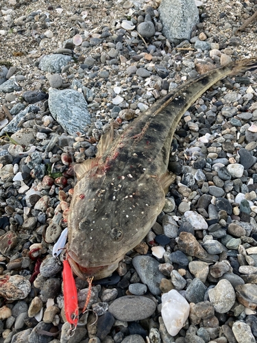 マゴチの釣果