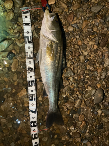 シーバスの釣果