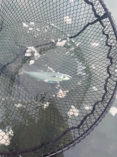 サワラの釣果
