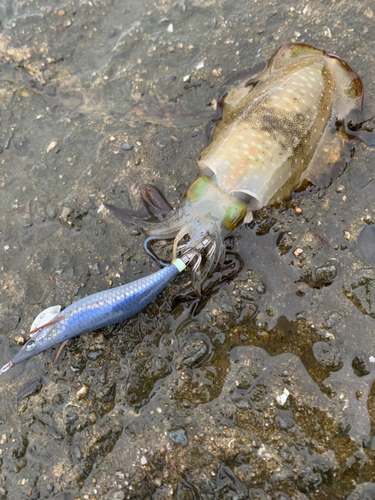 アオリイカの釣果