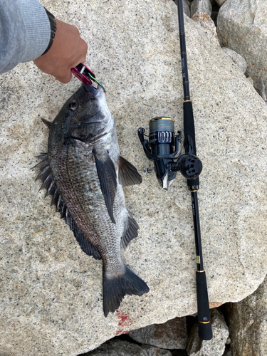 チヌの釣果