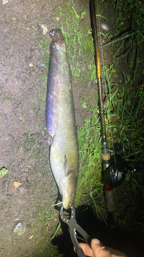 マナマズの釣果