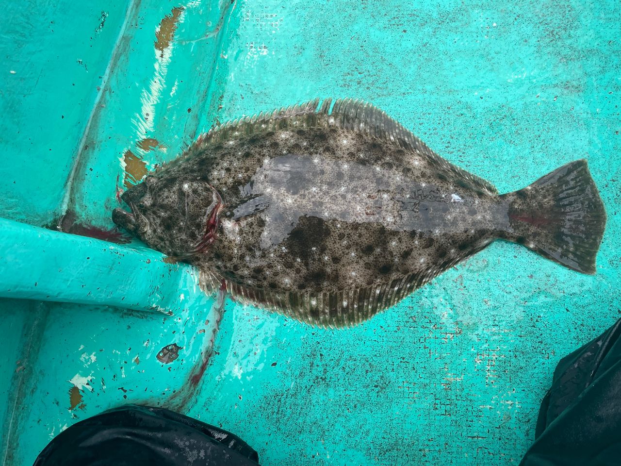 TENRYU ホライゾン SL HSL66B-Mの最安値・インプレ・釣果 | 本音の