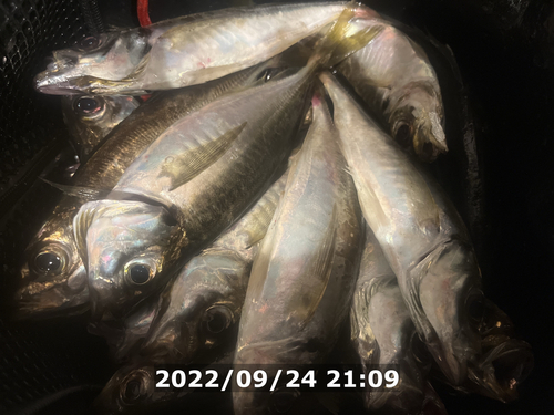 アジの釣果