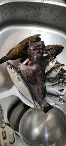 クロソイの釣果