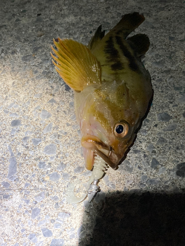 シマゾイの釣果