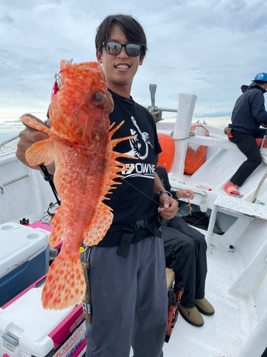 オニカサゴの釣果