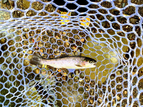 ニジマスの釣果