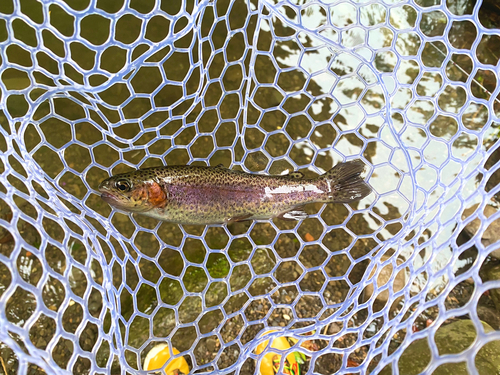 ニジマスの釣果