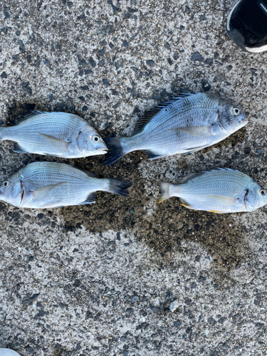 クロダイの釣果