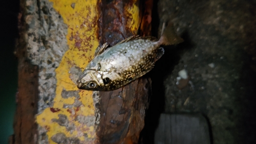 アイゴの釣果