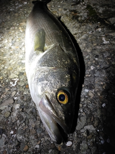 スズキの釣果