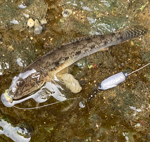 マハゼの釣果