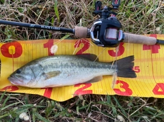 ラージマウスバスの釣果