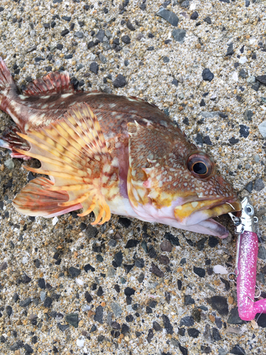 カサゴの釣果