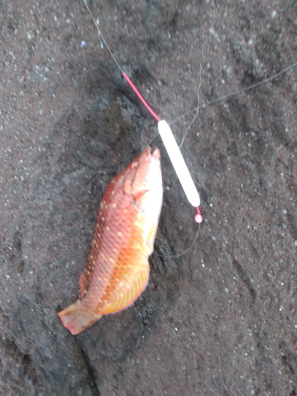 アカササノハベラ