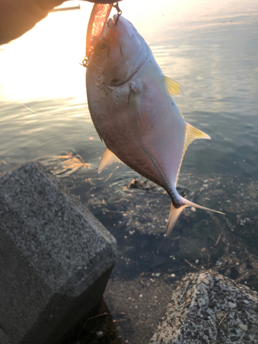 メッキの釣果