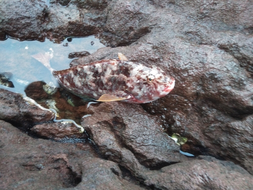 ブダイの釣果