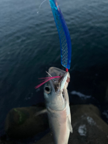 ワカシの釣果