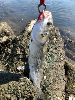 ボラの釣果