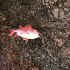 アカマツカサの釣果