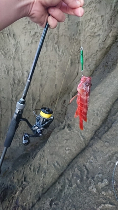 アカハタの釣果