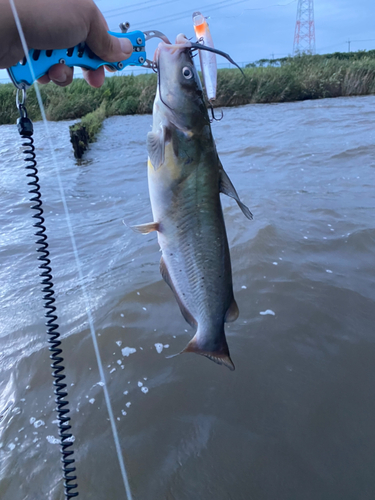 アメリカナマズの釣果