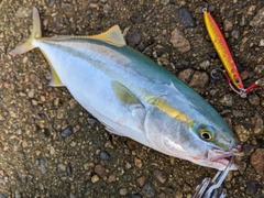 ツバイソの釣果