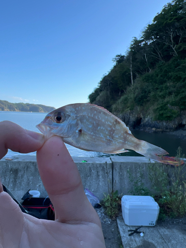 タイの釣果