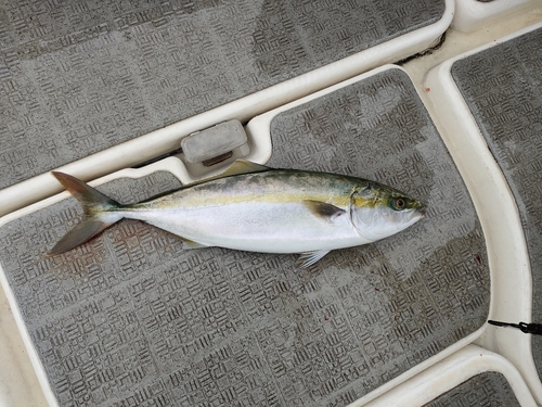 ツバスの釣果