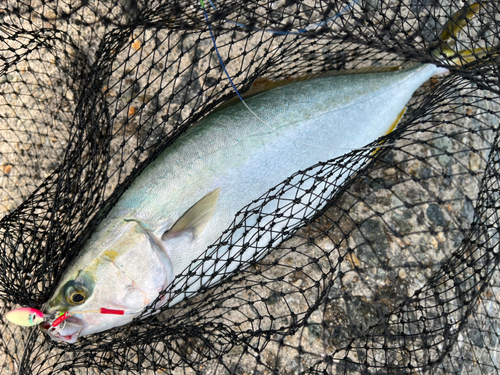 ハマチの釣果