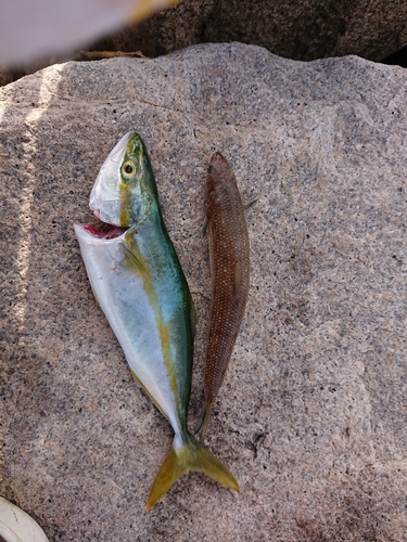 ツバスの釣果