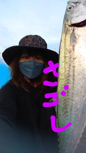 サゴシの釣果