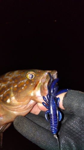 アコウの釣果