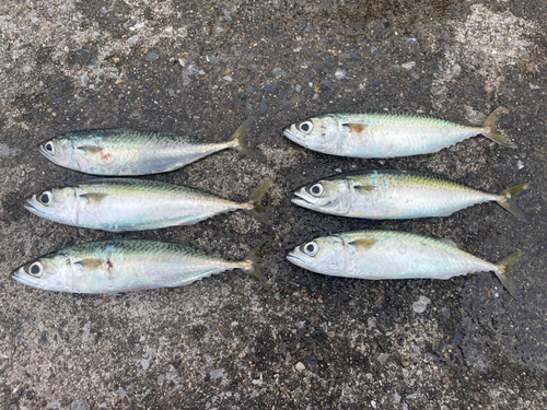 サバの釣果