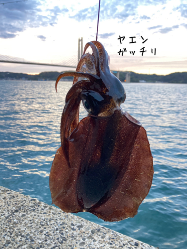 アオリイカの釣果