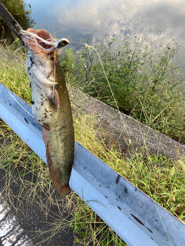 ニホンナマズの釣果