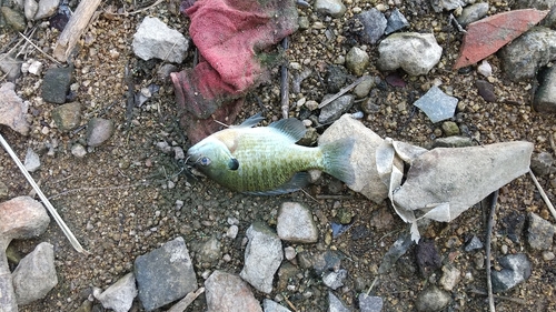 ブラックバスの釣果